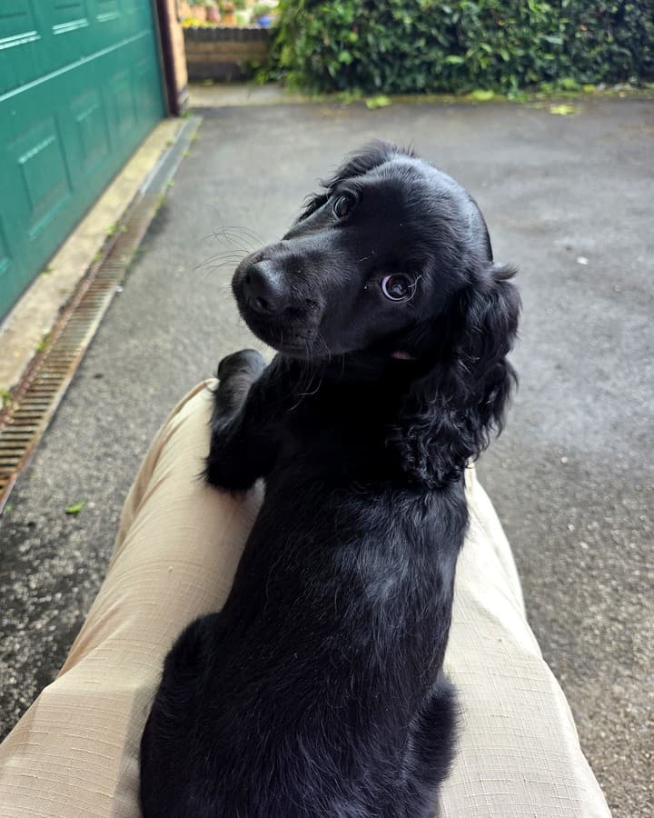 Arwyn, a black cockapoo, standing with her front paws on Jay's leg and looking up at the camera on a rainy driveway
